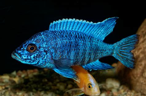 Cichlid .
